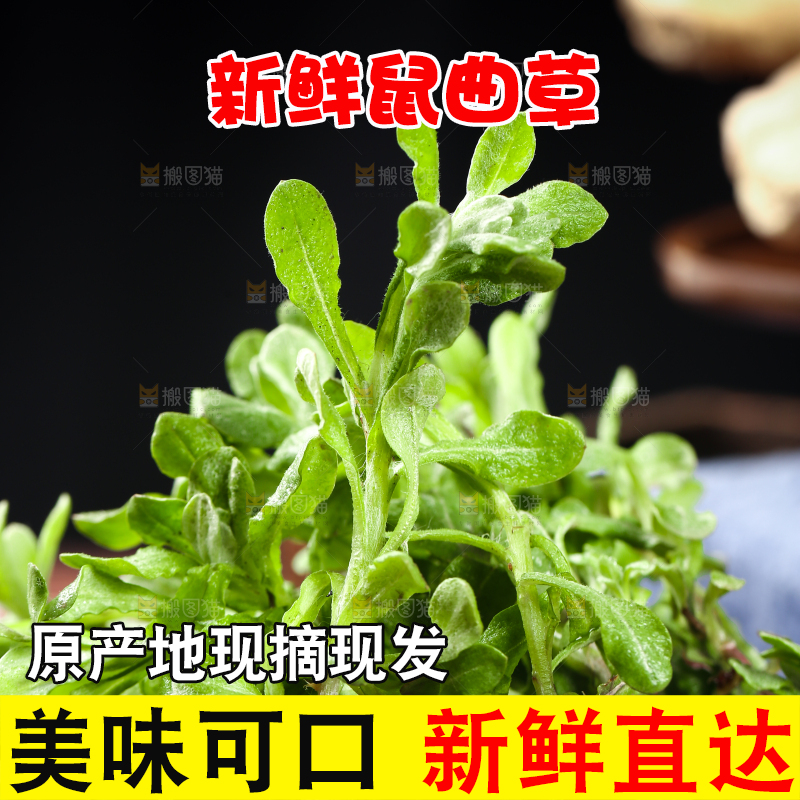 盘子里装着鼠曲草