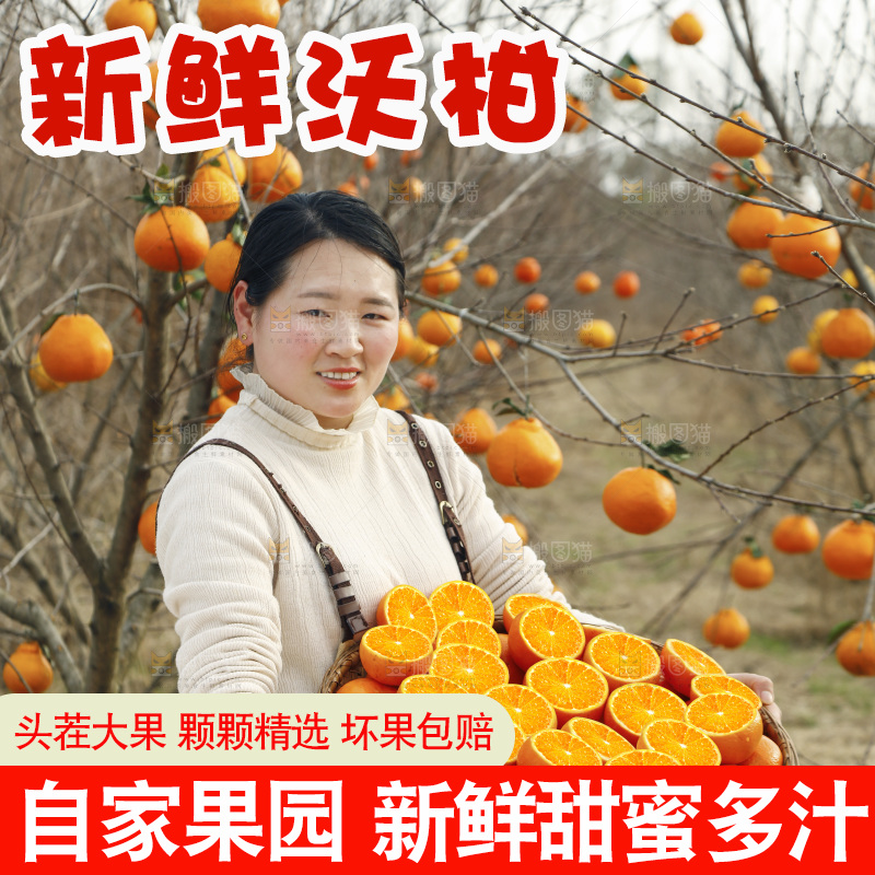 果园女孩手里端着一篮沃柑