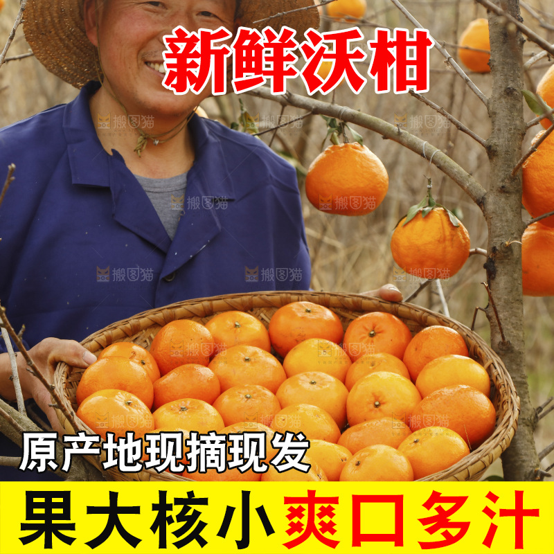 果园农民手里端着一篮武鸣沃柑