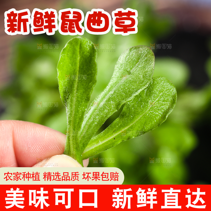 手上拿着鼠曲草