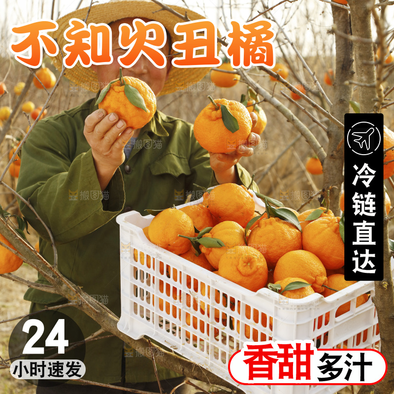 果园农民手里拿着不知火丑橘