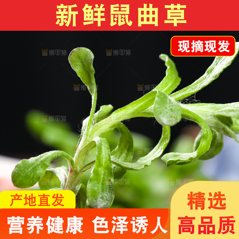 手上拿着鼠曲草
