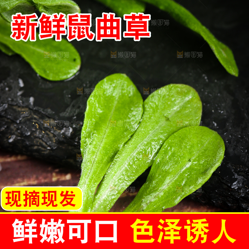 手上拿着鼠曲草