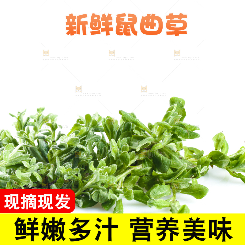 白底上放着鼠曲草