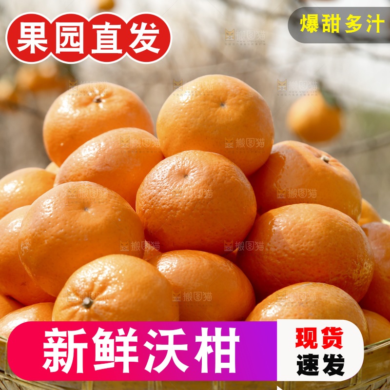 篮子里的武鸣沃柑