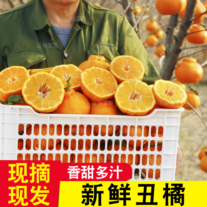 果雷锋农民手里抱着一框四川丑橘