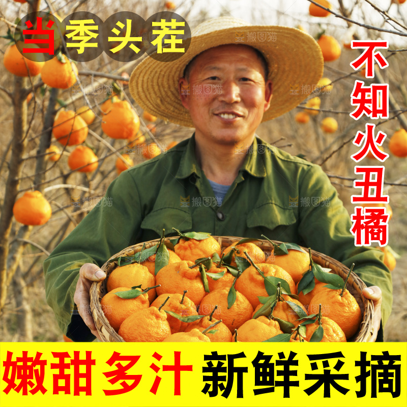 果园农民手里抱着一篮不知火丑橘
