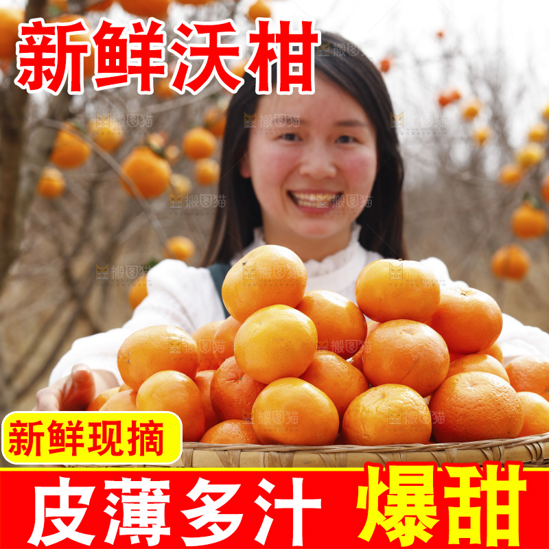 果园女孩手里端着一篮广西沃柑