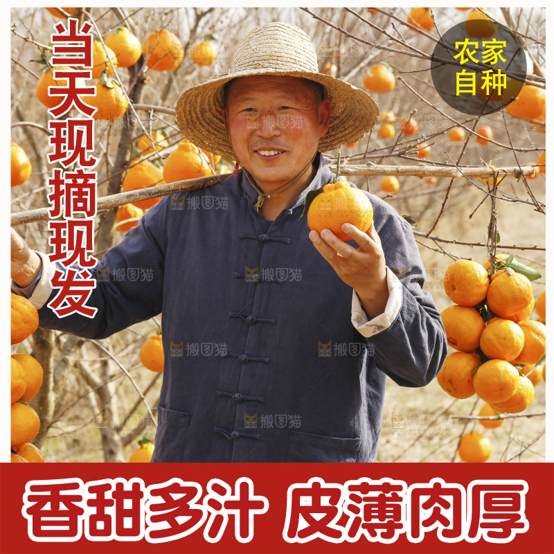果园农民手里拿着不知火丑橘