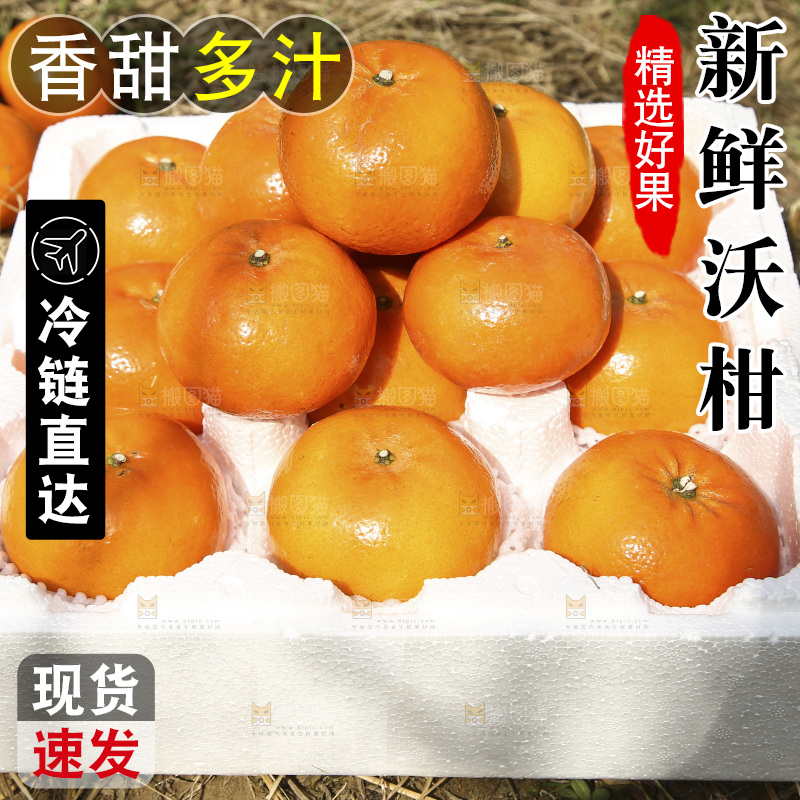 泡沫箱里装着武鸣沃柑