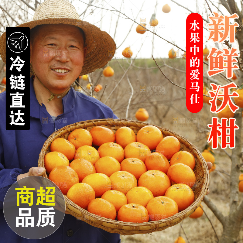 果园农民手里端着一篮武鸣沃柑