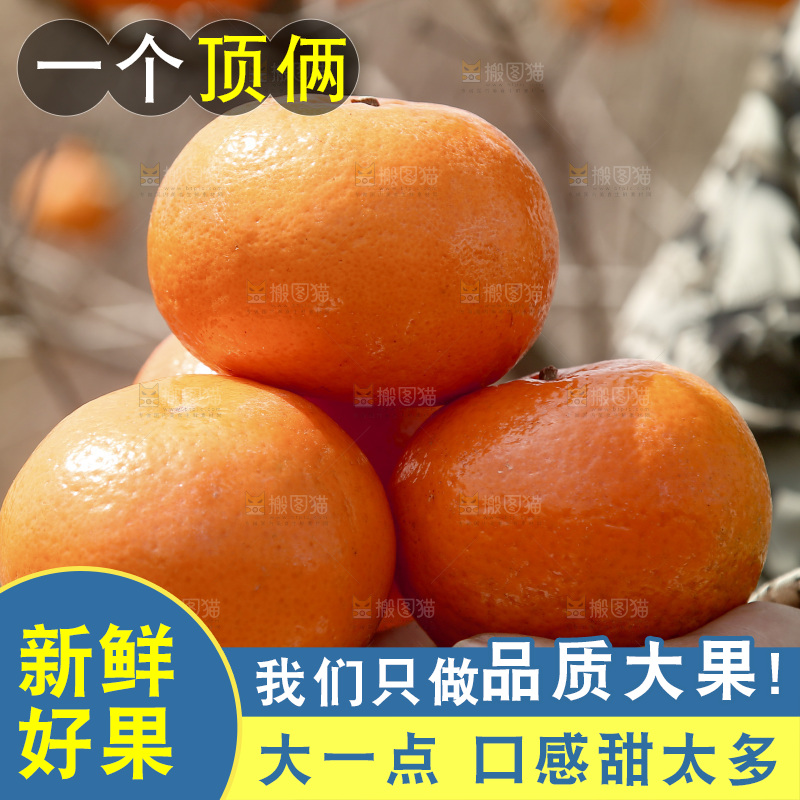 手里捧着广西武鸣沃柑
