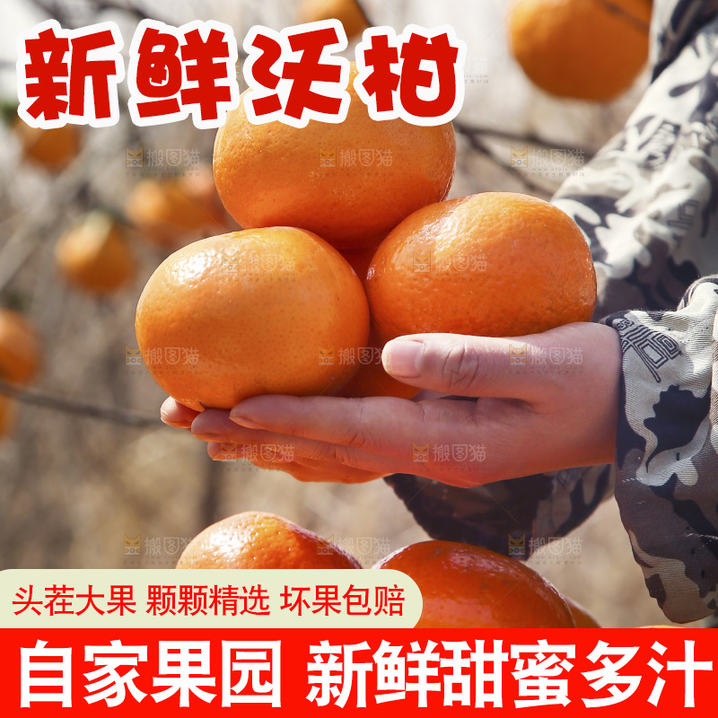 手里捧着广西武鸣沃柑