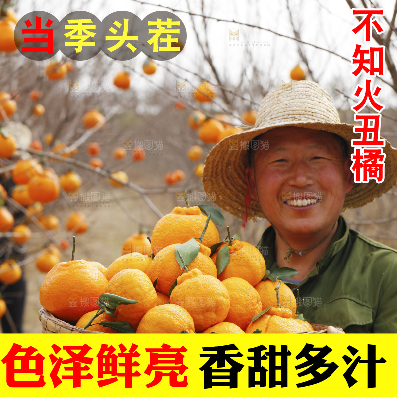 果园农民手里抱着一筐四川丑橘
