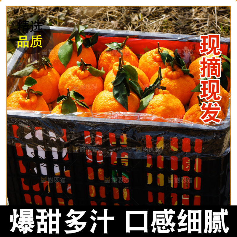 草地上放着一框四川丑橘