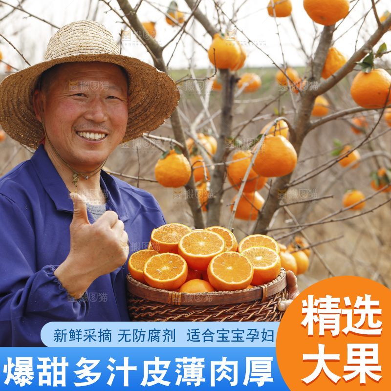 果园农民手里端着一篮新鲜沃柑