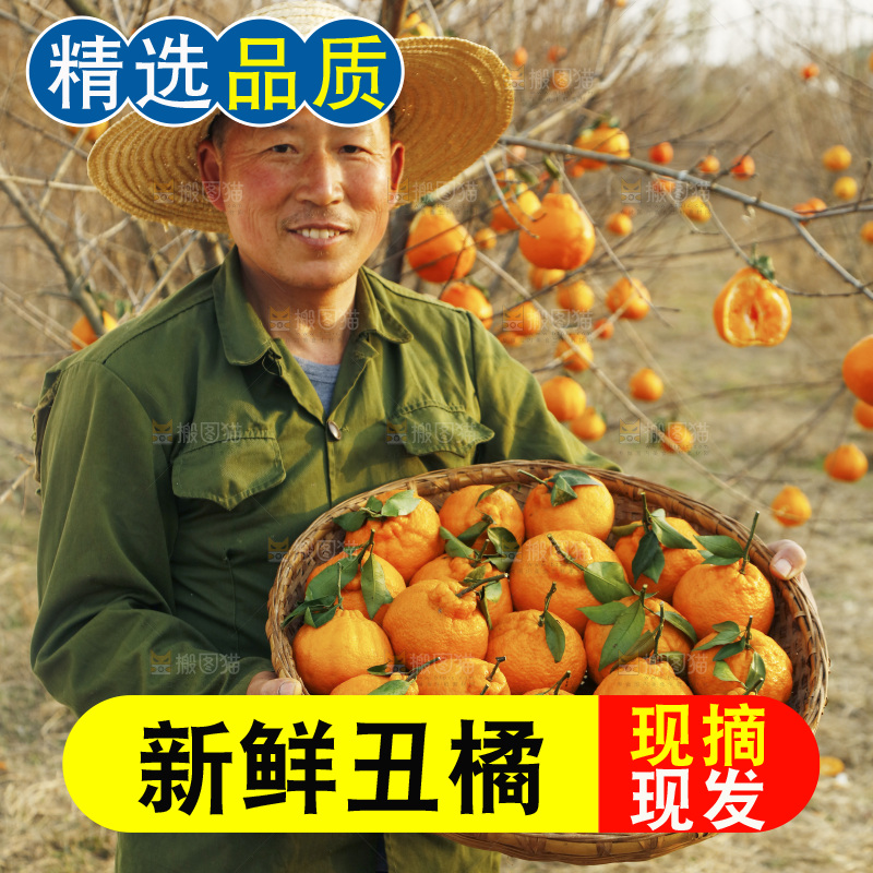 果园农民手里抱着一篮不知火丑橘