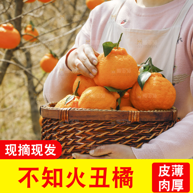 手里抱着一篮子丑八怪橘子