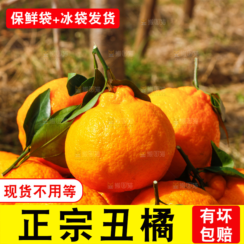 一堆新鲜丑橘