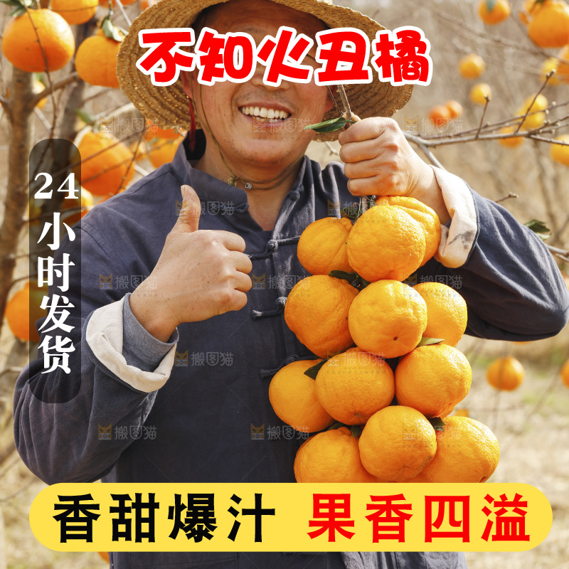 果园农民手里拿着不知火丑橘