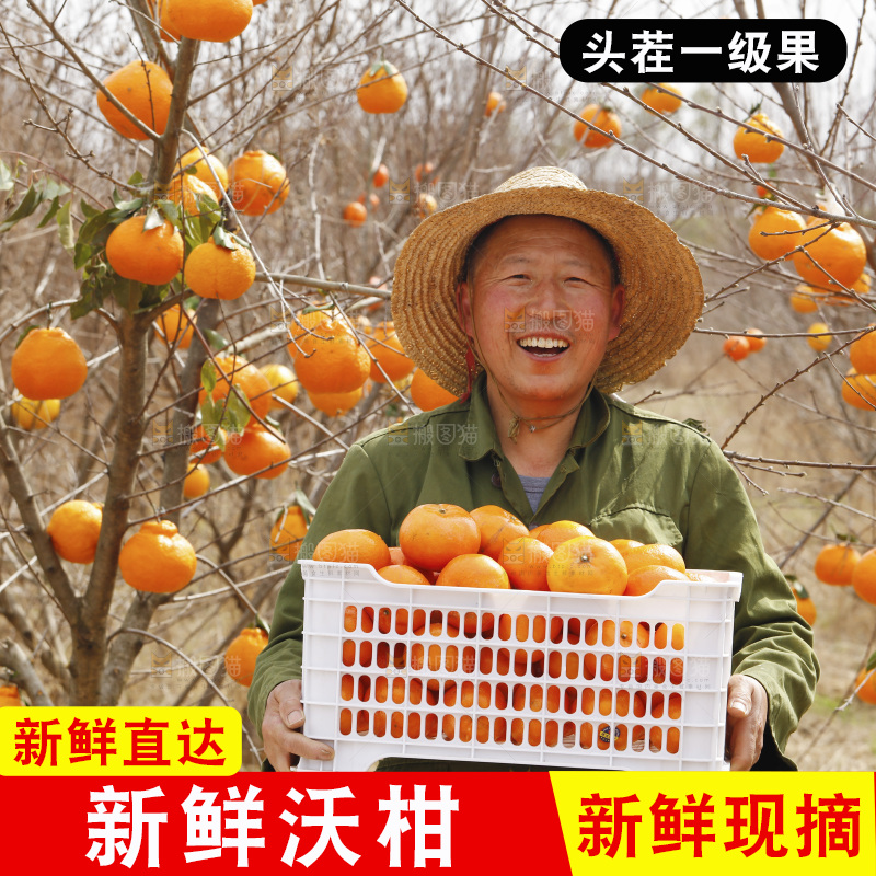 果园农民手里抱着一框武鸣沃柑