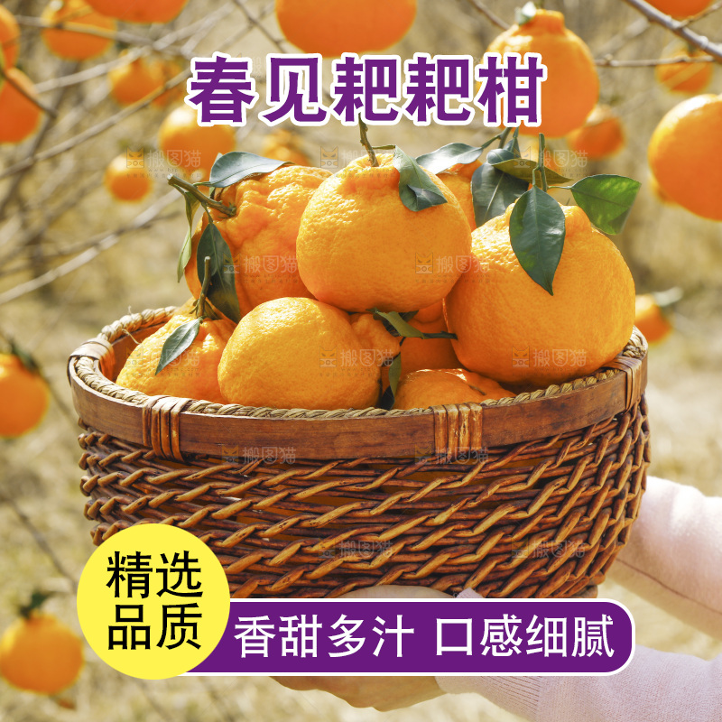 手里端着一篮春见耙耙柑