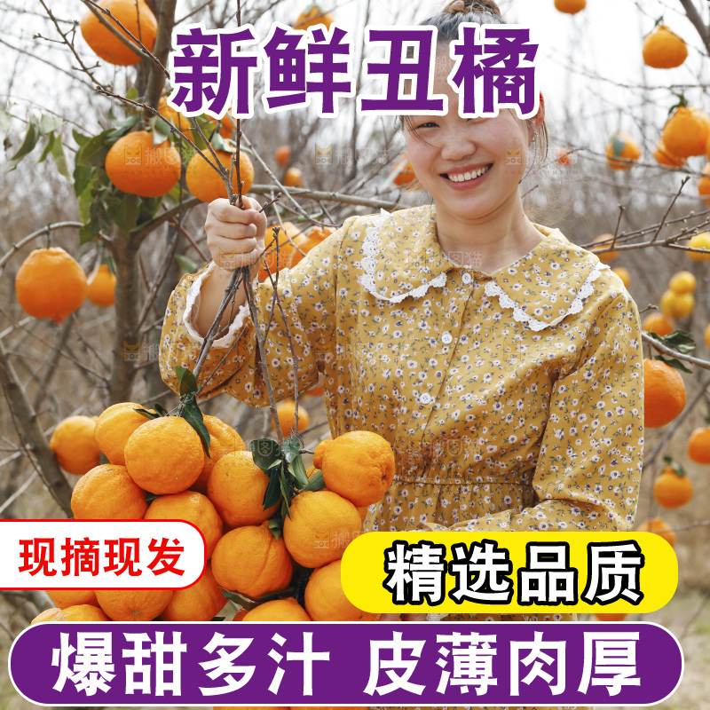 果园女人手里拿着两串丑橘