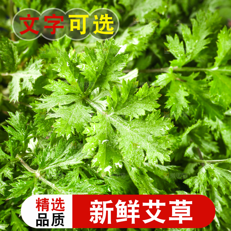 新鲜的艾叶