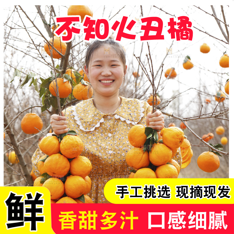 果园女人手里拿着两串丑橘