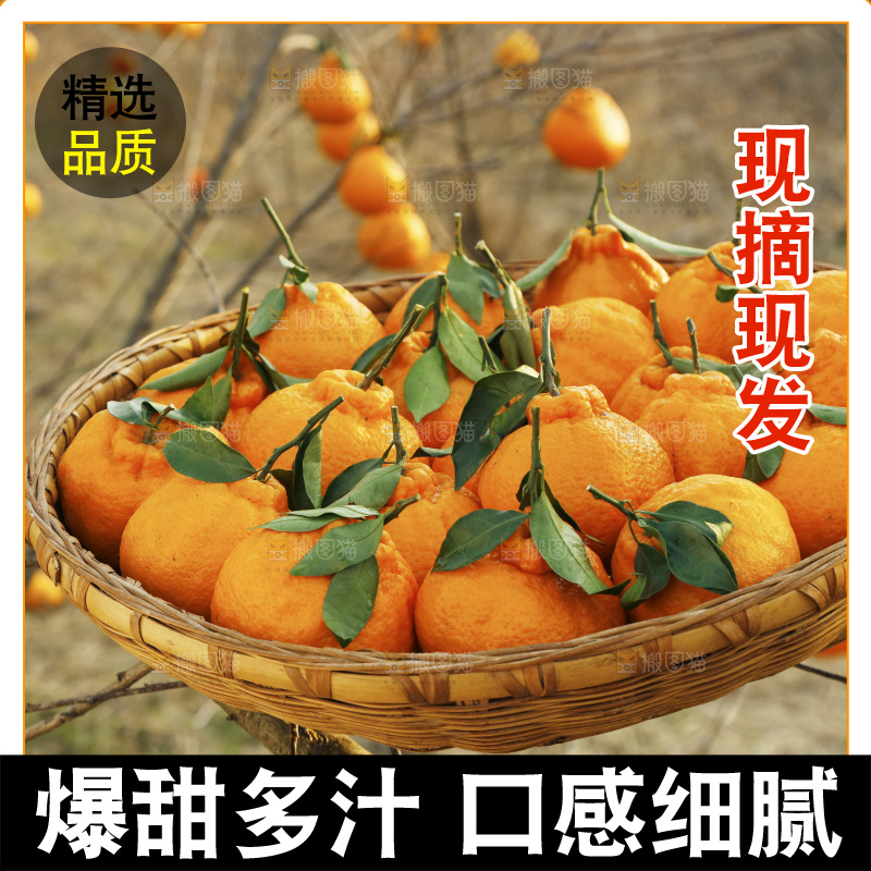 篮子里装着丑橘