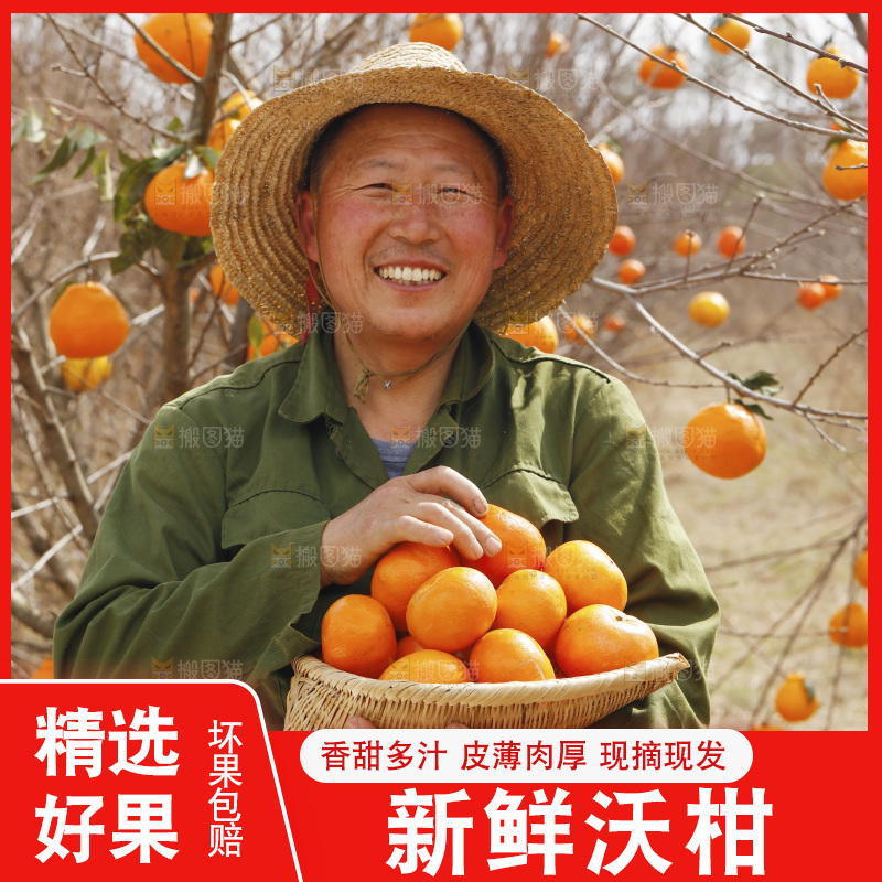 果园农民手里端着一篮武鸣沃柑