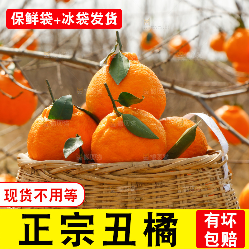 篮子里装着不知火丑橘