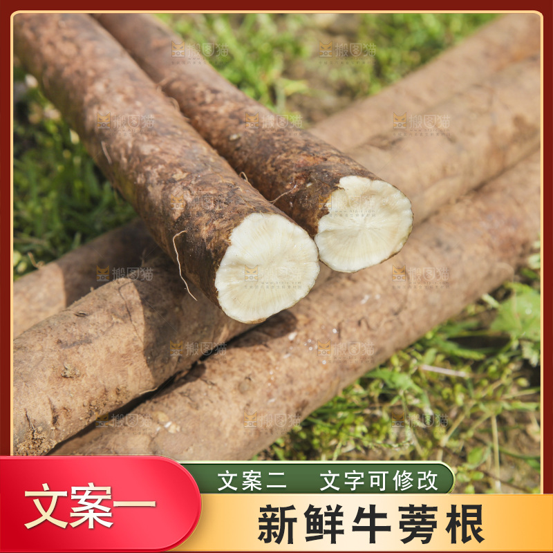 地里的新鲜牛蒡根