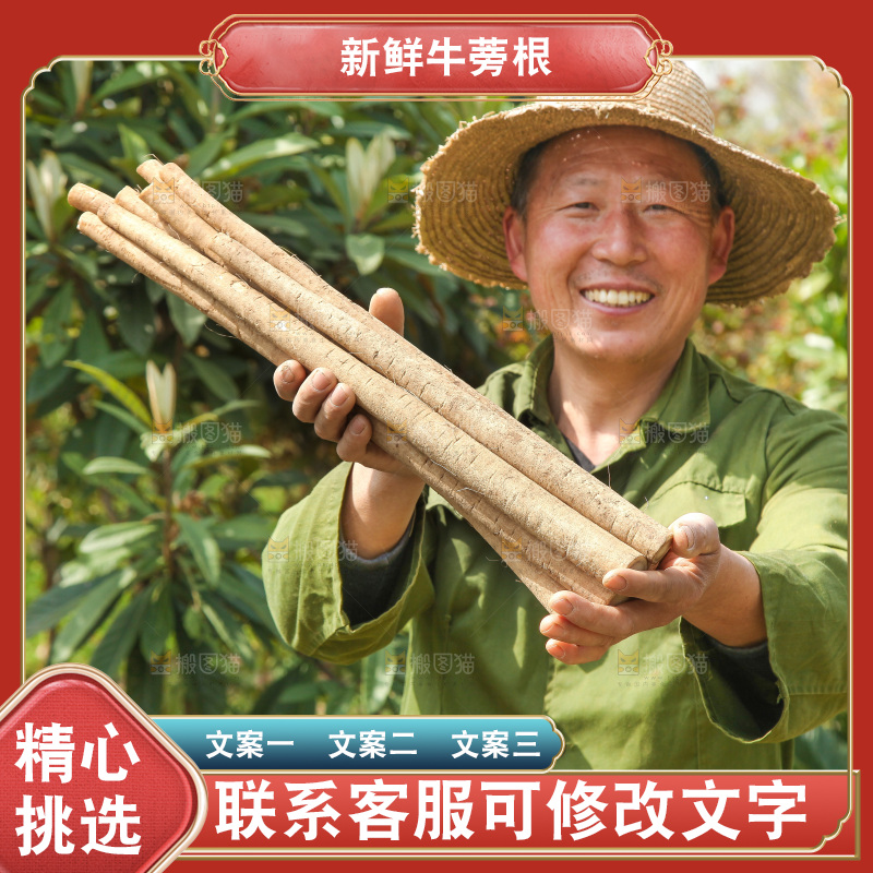 农民手里拿着新鲜牛蒡根