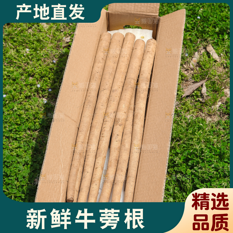 箱子里装着牛蒡根