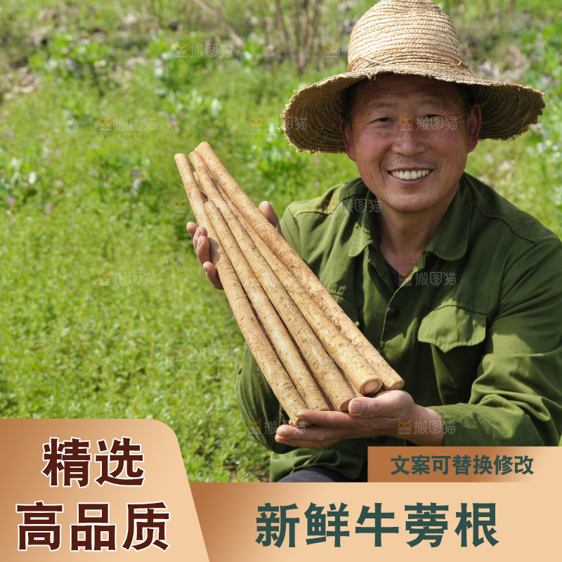农民手里拿着牛蒡根