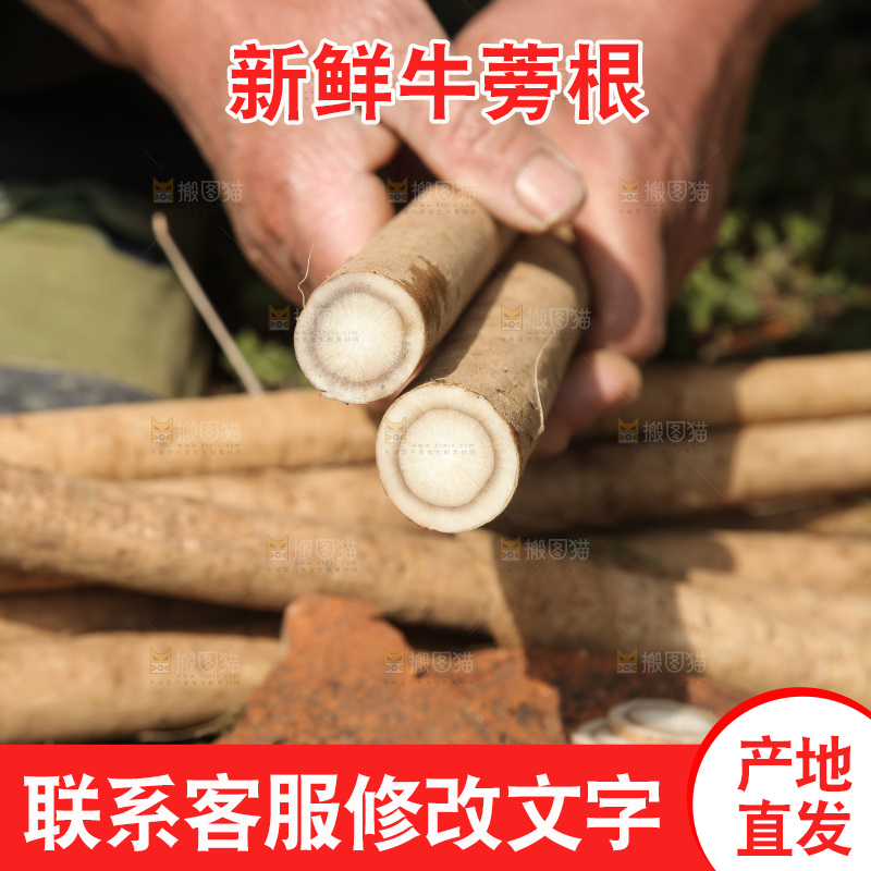 手里拿着牛蒡根