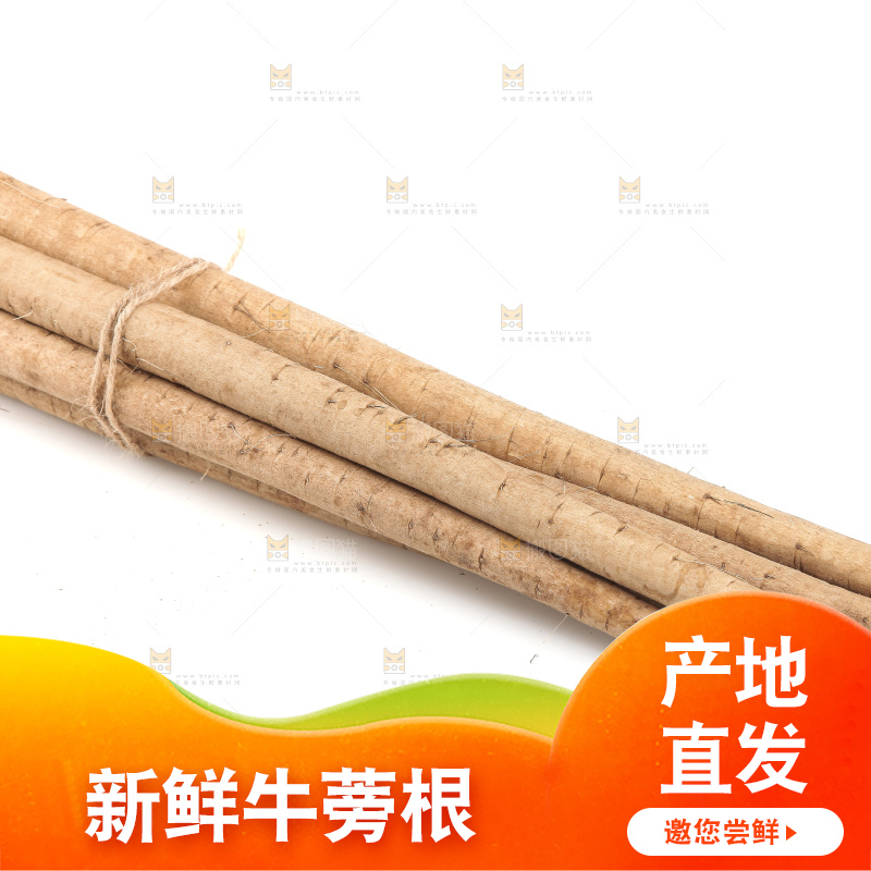 白底上的新鲜牛蒡根