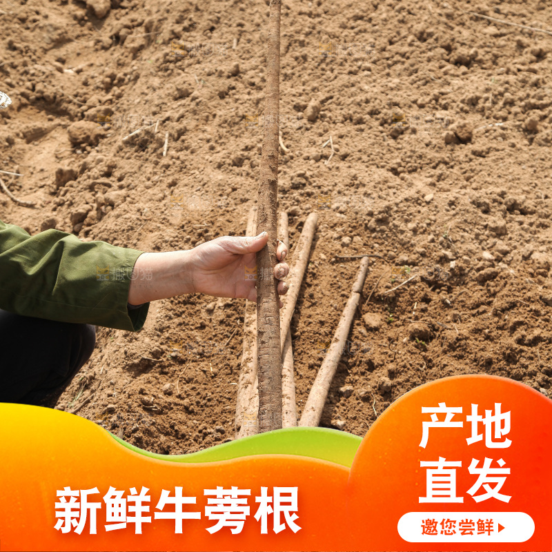 农民手里拿着新鲜牛蒡根