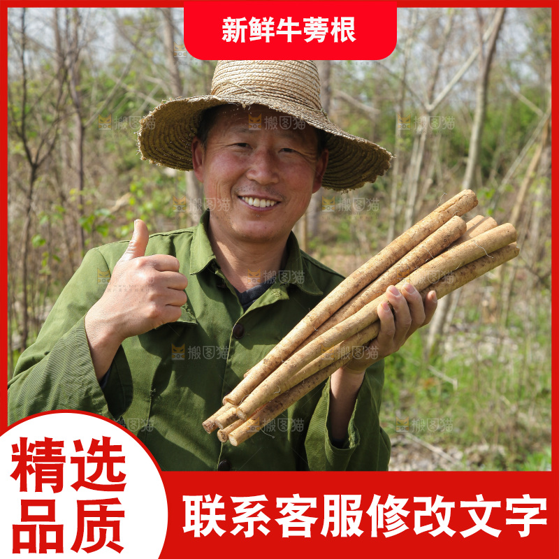 农民手里拿着牛蒡根
