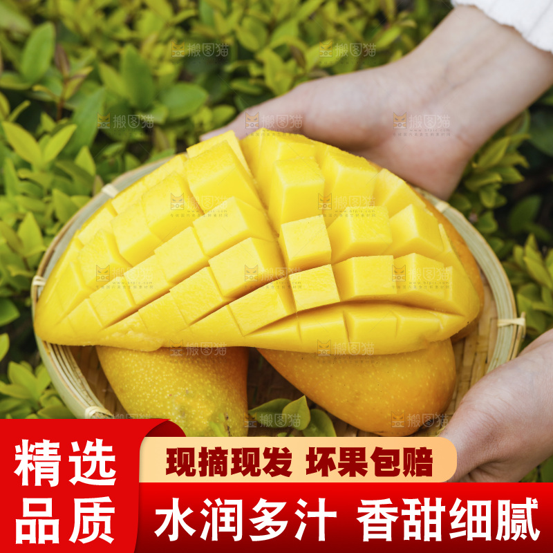 手里端着一篮海南金煌芒