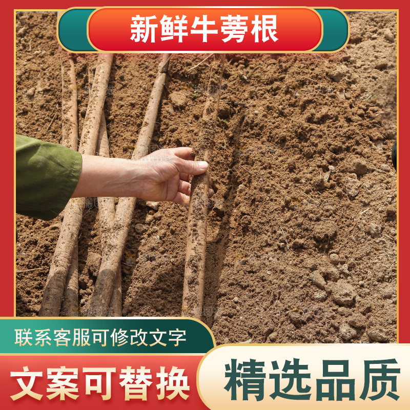 手里拿着牛蒡根
