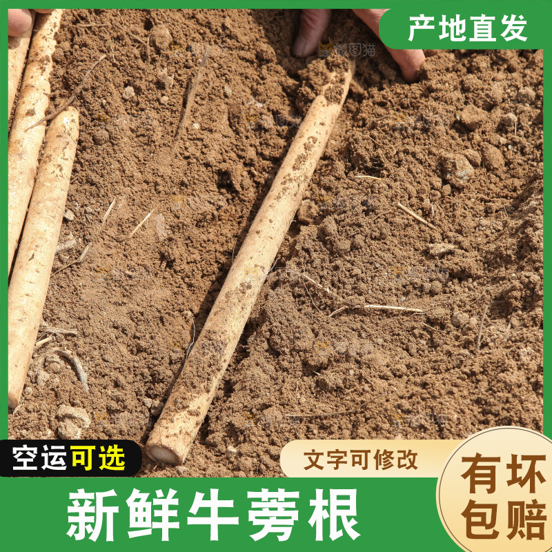 手里拿着牛蒡根