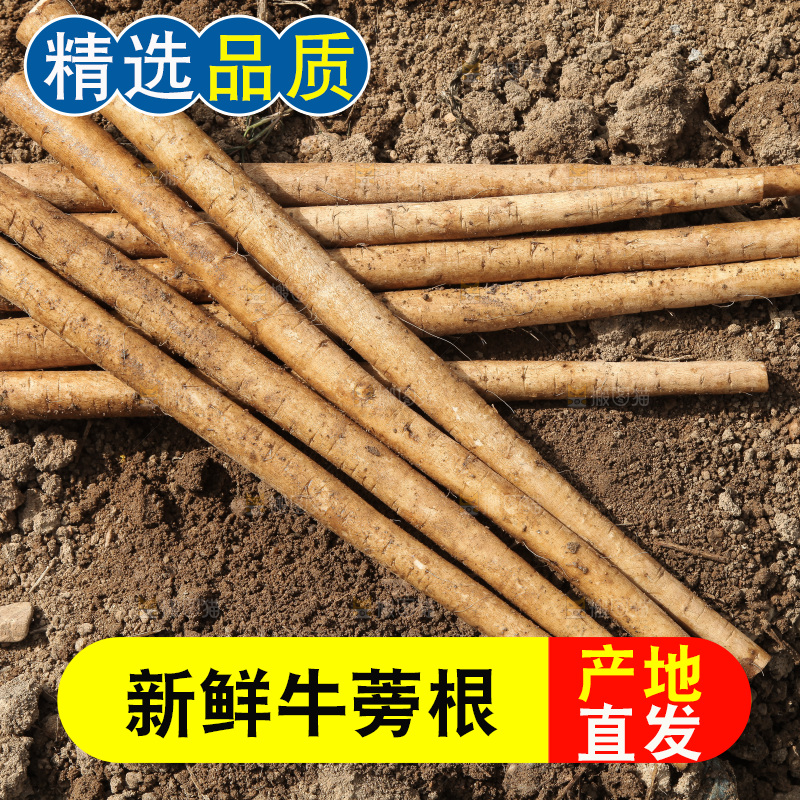 地上放着牛蒡根