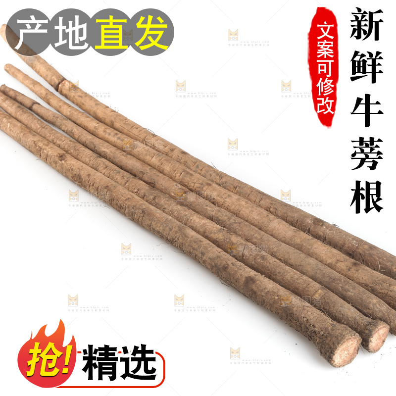 白底上的新鲜牛蒡根