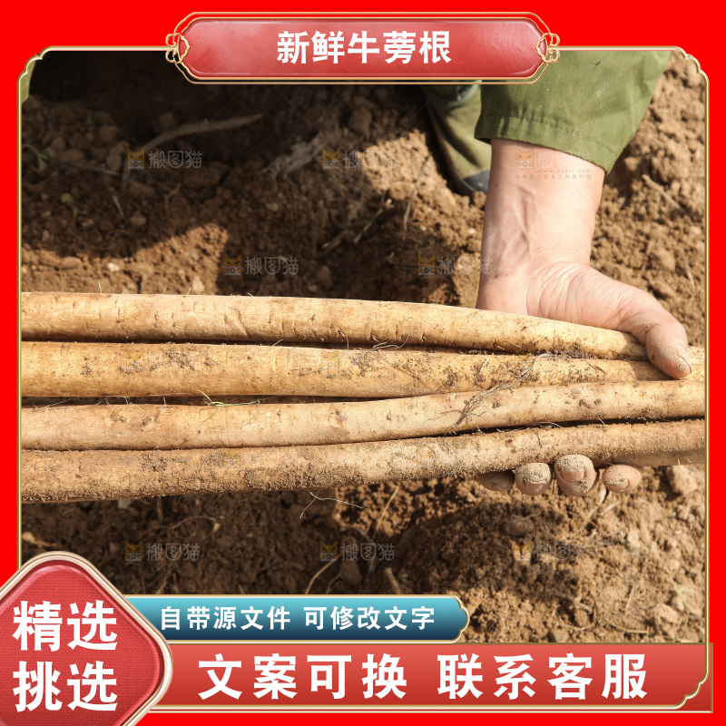 手里拿着牛蒡根