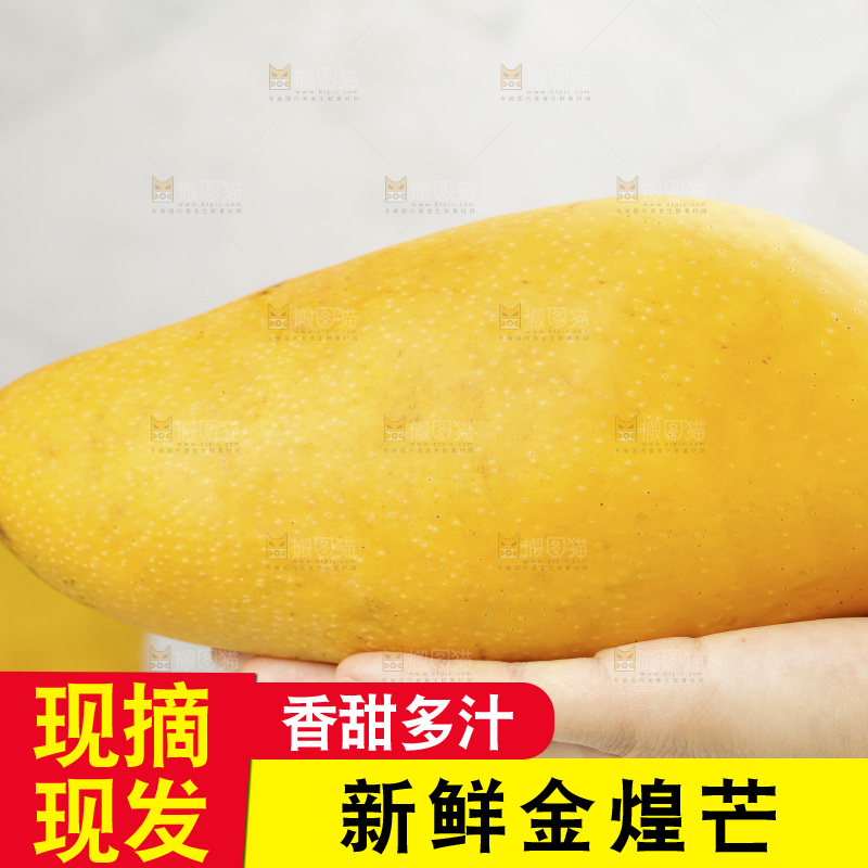 手里拿着大金煌芒