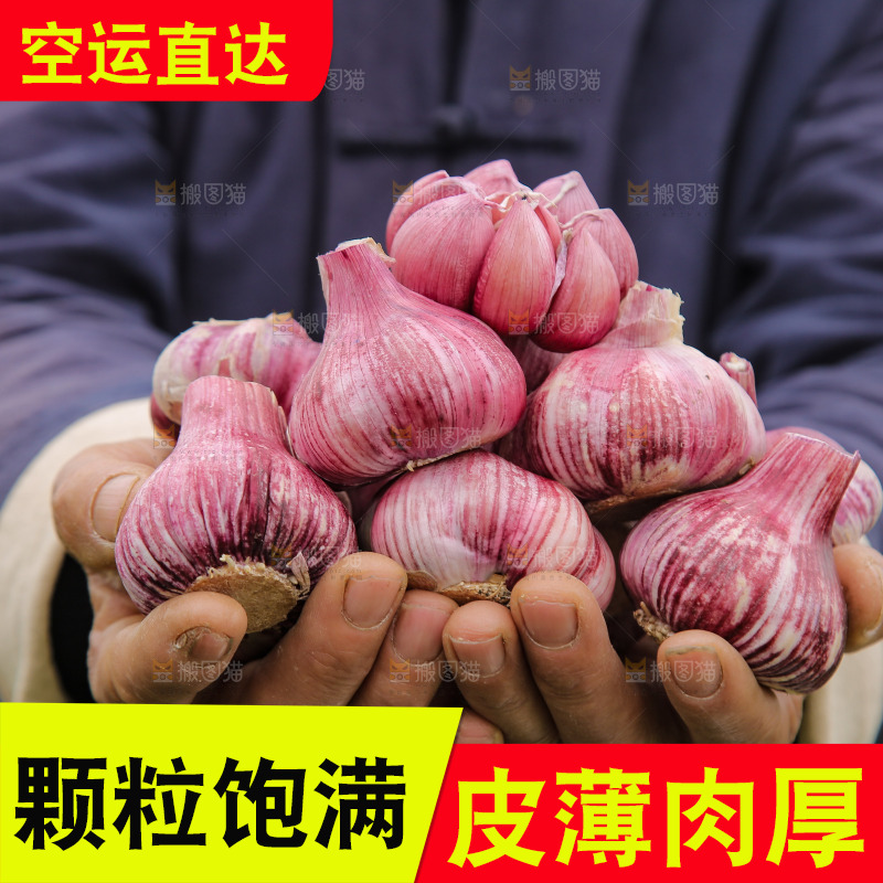 手里捧着紫皮大蒜