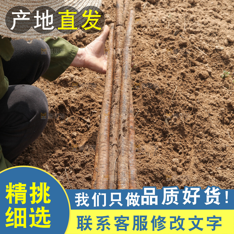 农民手里拿着新鲜牛蒡根