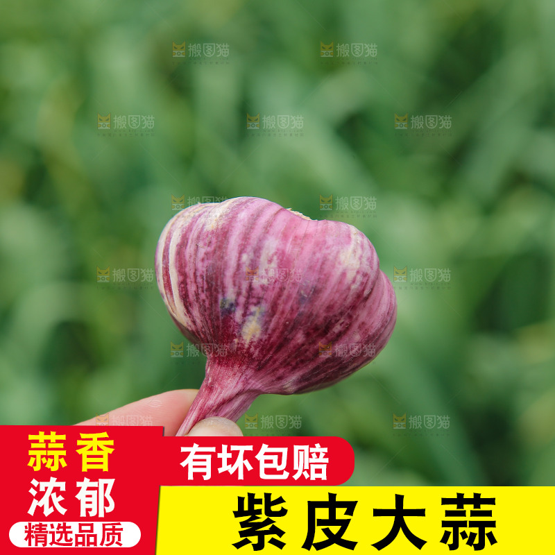 手里拿着紫皮大蒜